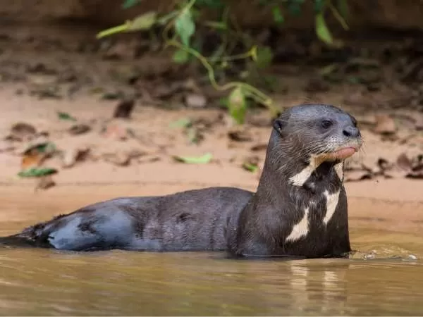 [Image: amazon-river-facts-10462-5-1706258832.webp]