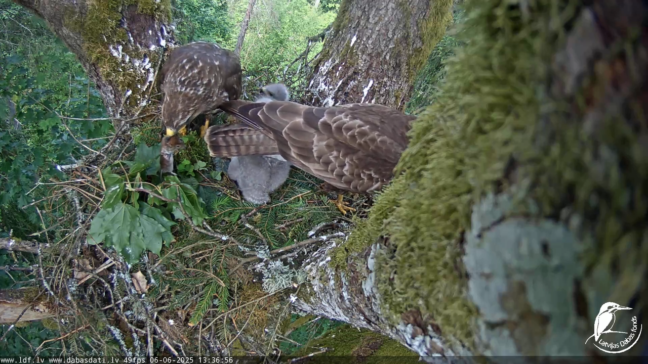 Melnās klijas (Milvus migrans) Kurzemē_ peļu klijāni (Buteo buteo) 9-5-41 screenshot