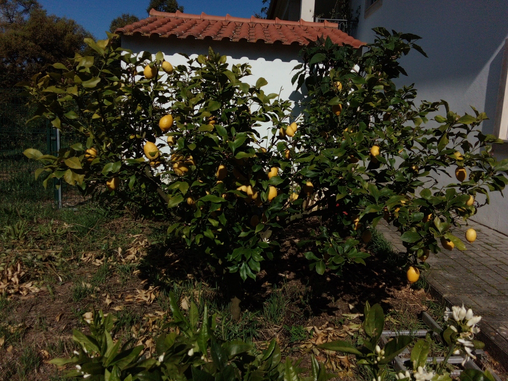 DSC_0193_resized_20190512_101048294