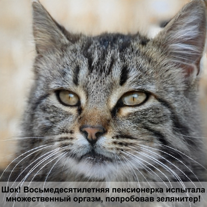 в каких цветах видят кошки