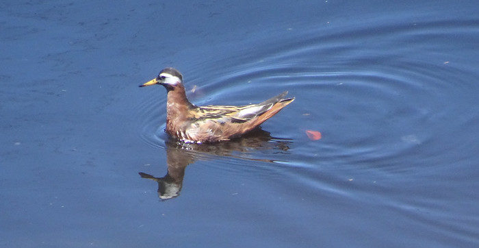 Birding Ballona Creek