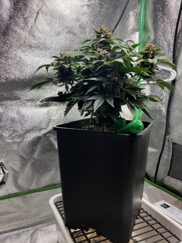 09E5C0BD-A1EE-4A4A-9FC2-D40BCA592B64