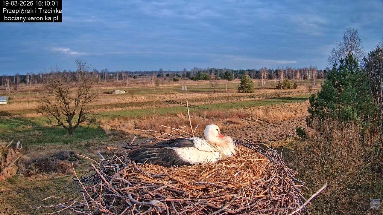 19032026 Powrót Przepiórka 17
