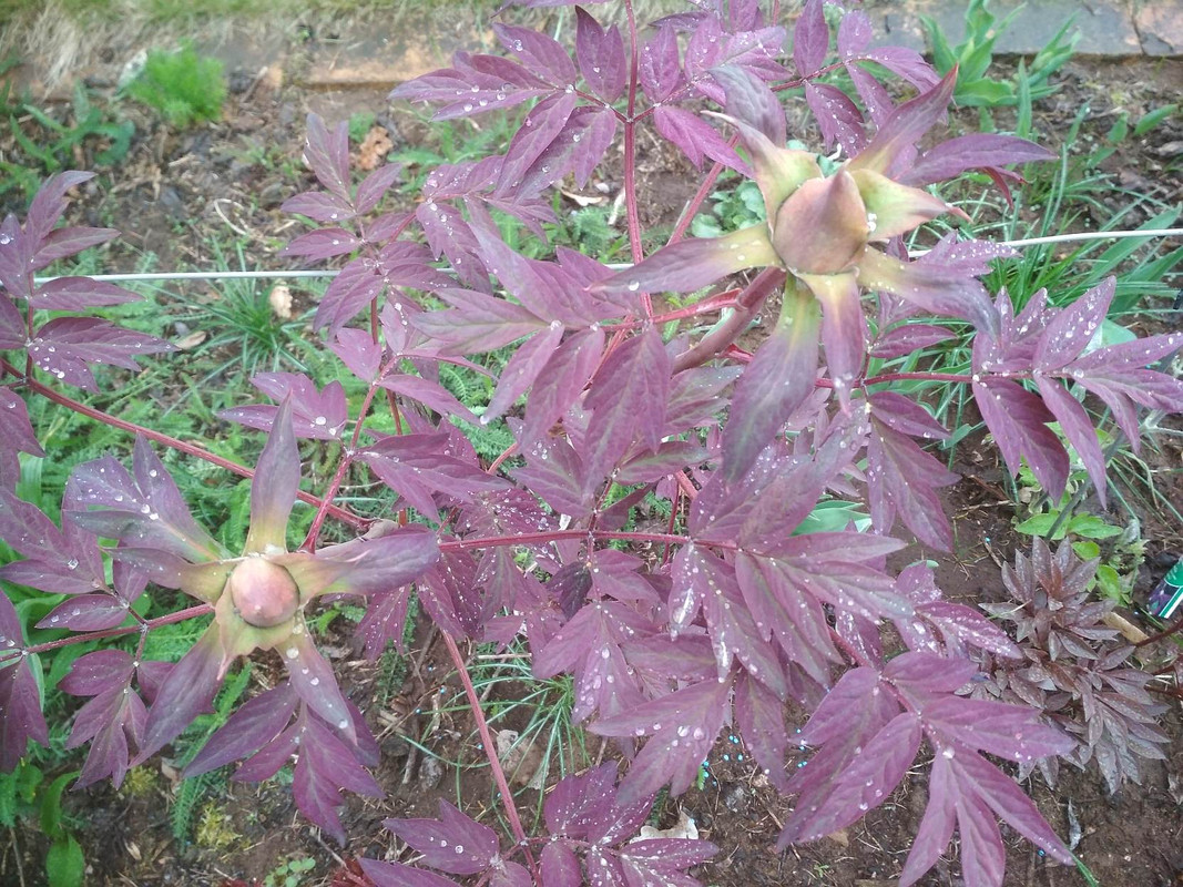 190414_Päonia HEI FENG DIE wird zum ersten Mal blühen