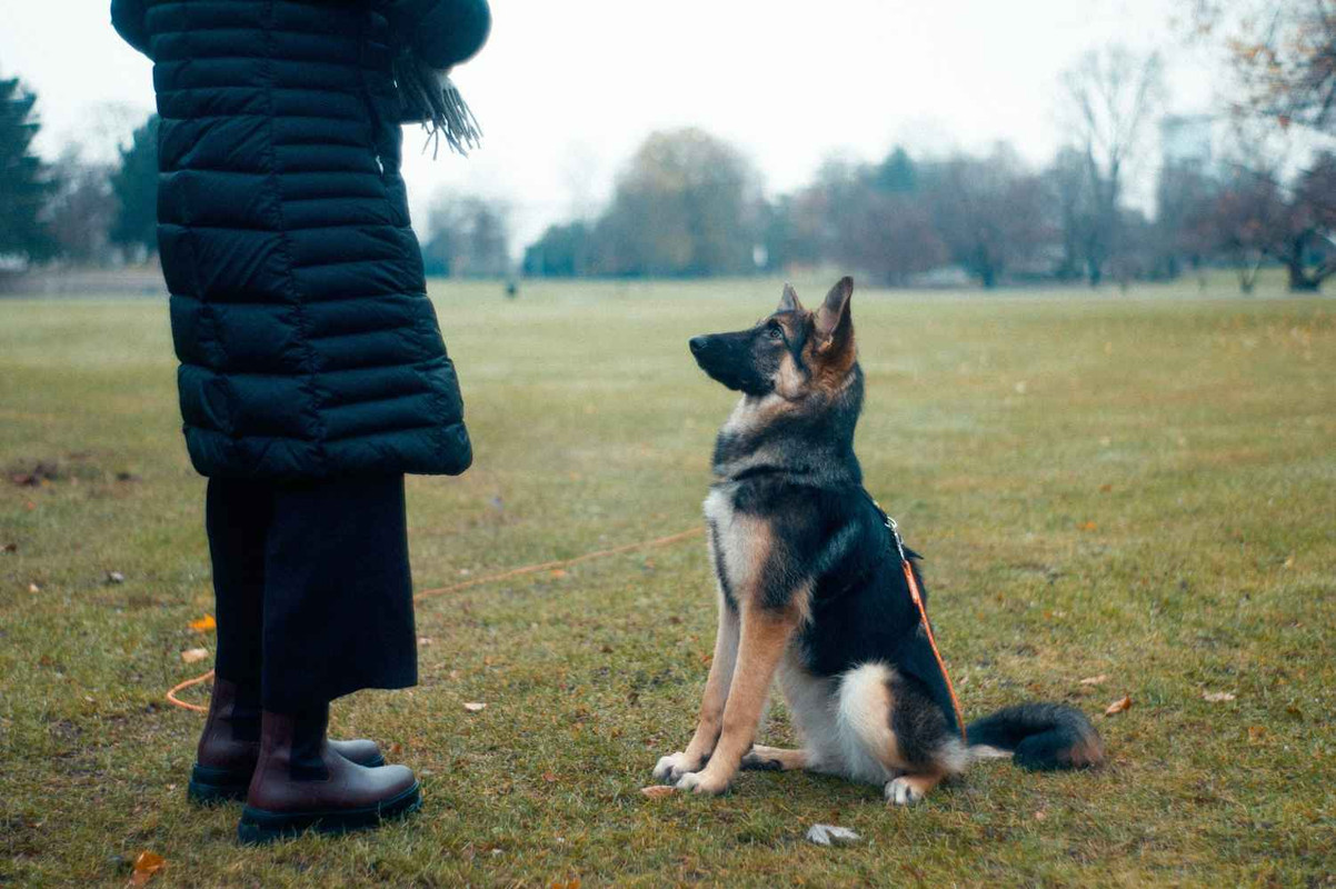 Is the German Shepherd a Fit Dog for a Family