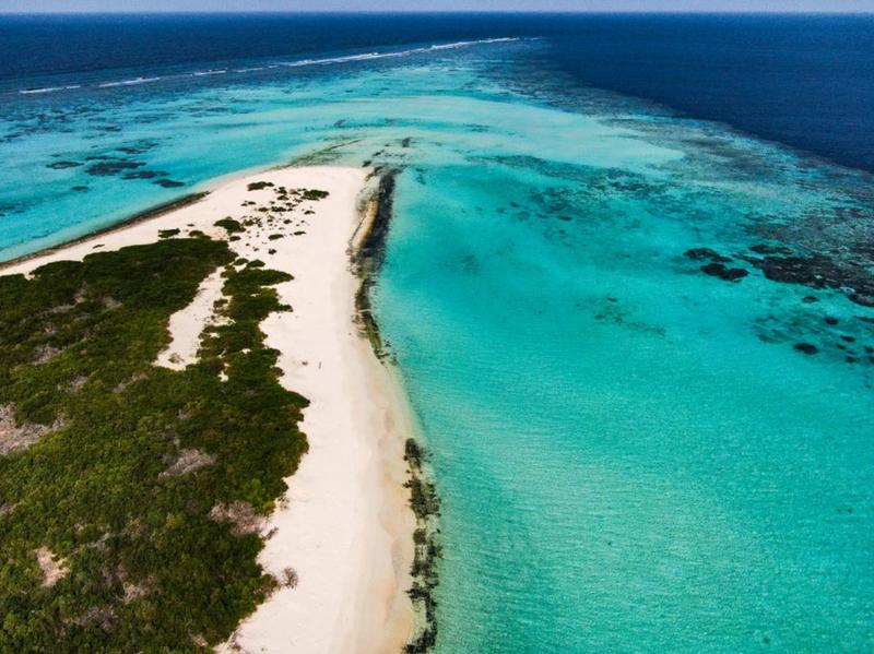 الهيدر الليث