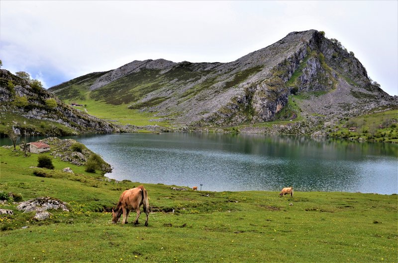 PICOS DE EUROPA-16-5-2013-LEON/ASTURIAS/CANTABRIA - Paseando por España-1991/2016 (14)