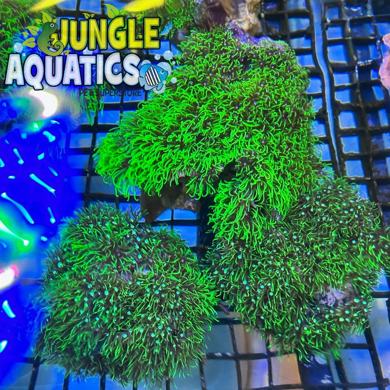 Coral Image