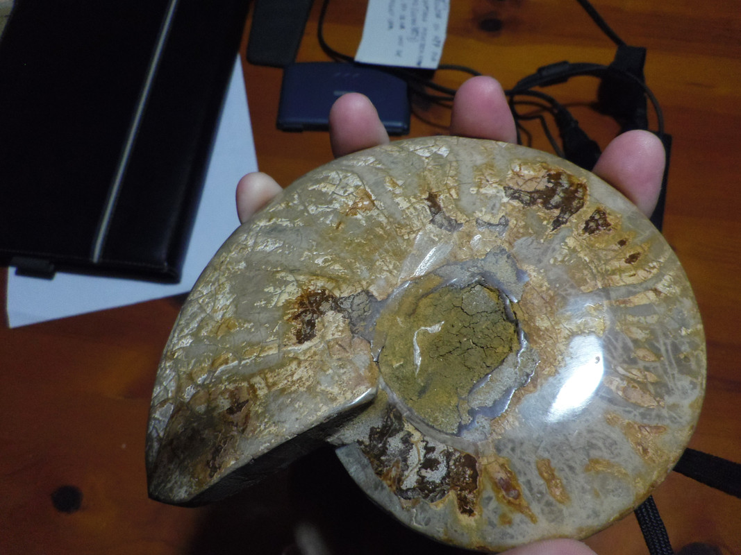 Ammonite Cleoniceras. Periodo Cretacico (115.000.000 de años). Madagascar. Ejemplar muy bonito y de gran tamaño. IMGP1746