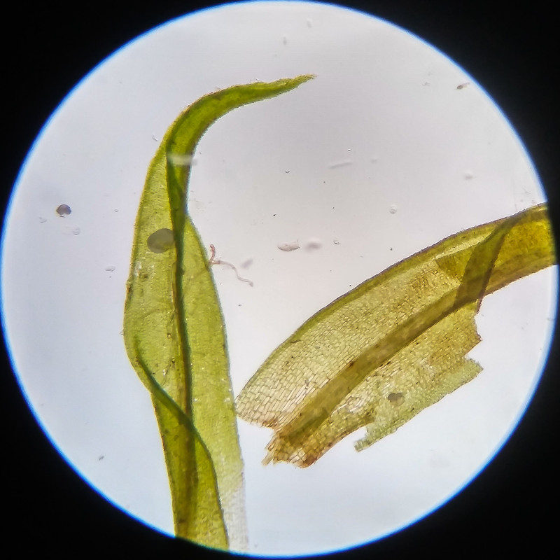 IMG 20250617 123730 HDR