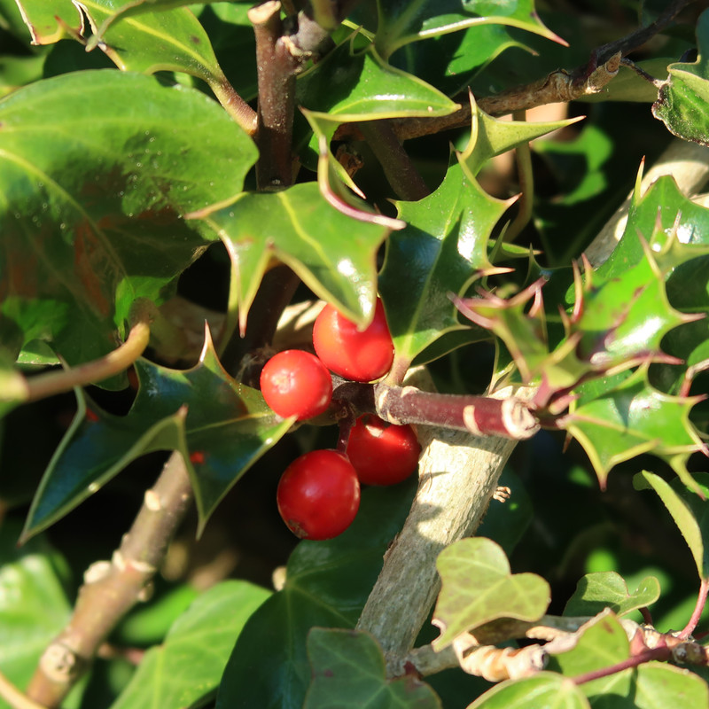 Holly Berry IMG_3714 (2)