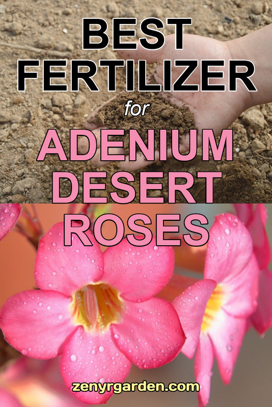 best-fertilizer-for-desert-rose.jpg