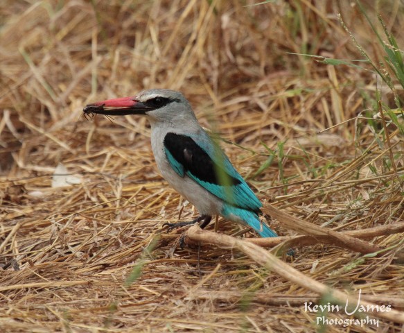 IMG_6137-Woodland Kingfisher (Small)