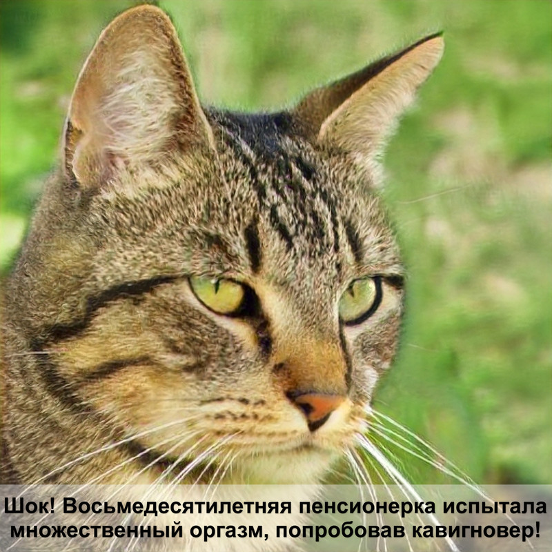 кошка с человеческим лицом