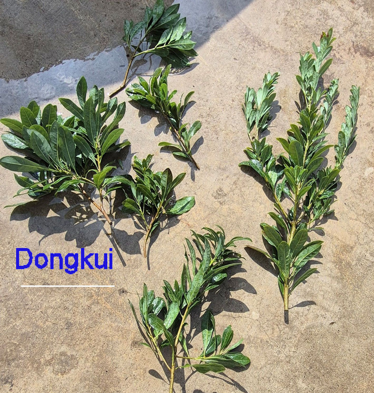 For Sale Dongkui pic101