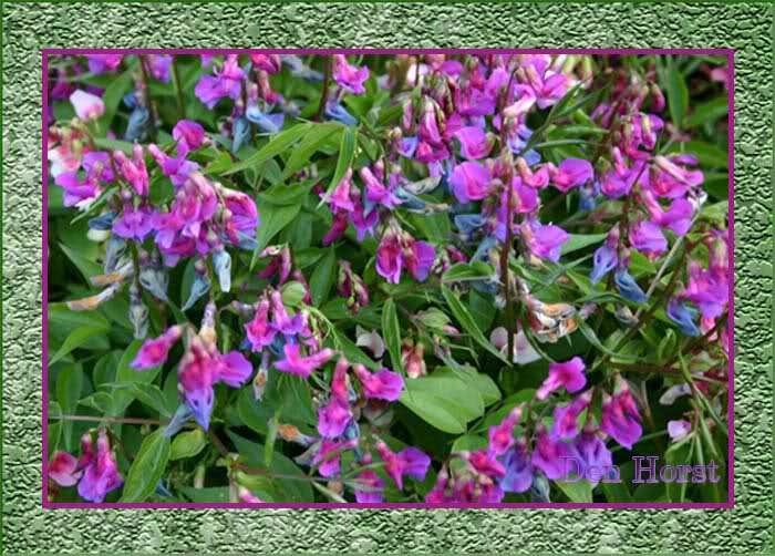 LATHYRUS-VERNUS