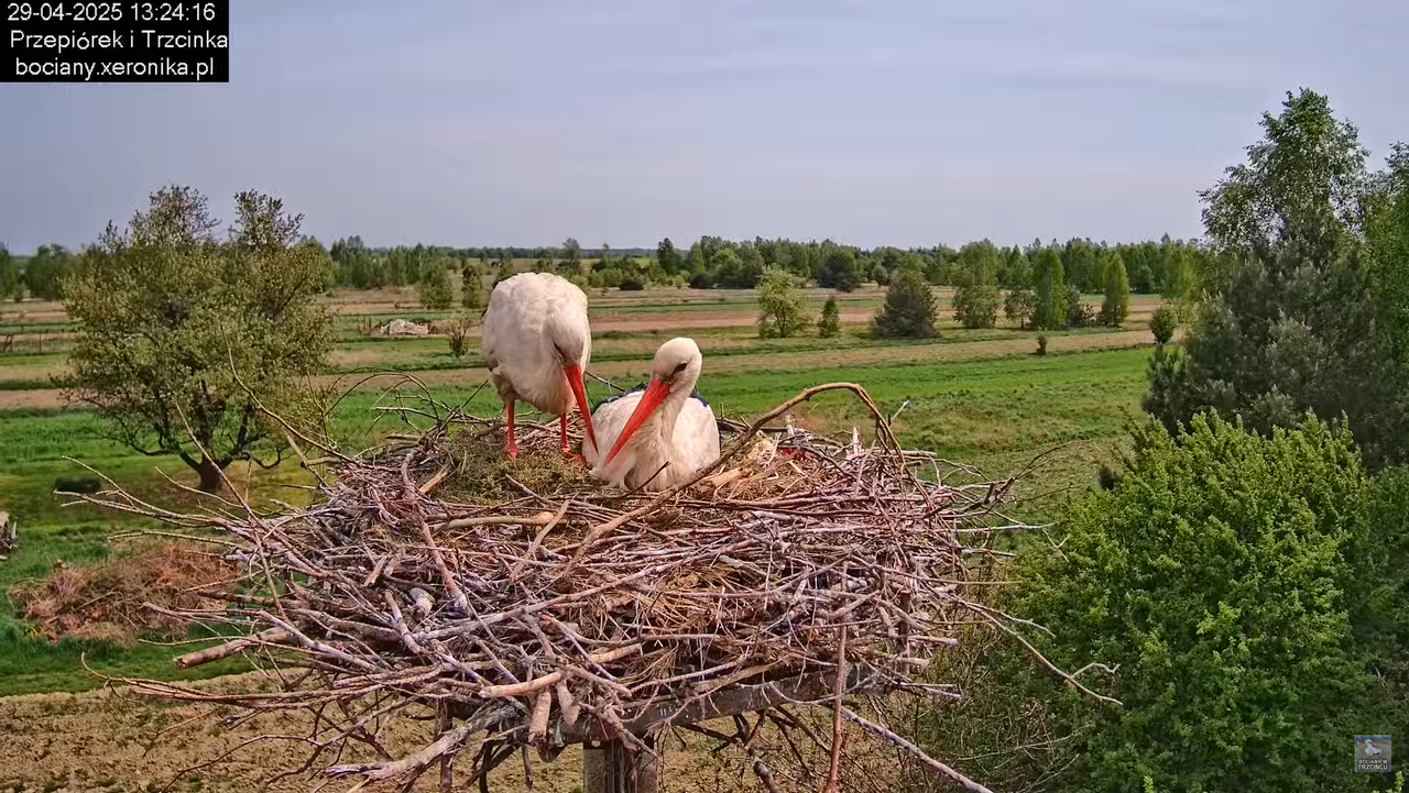 29042025bociany22