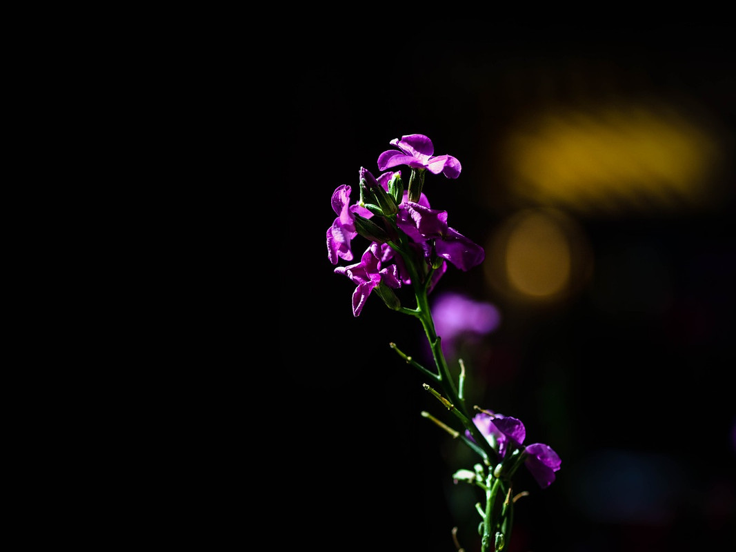 purple-flower-news.jpg