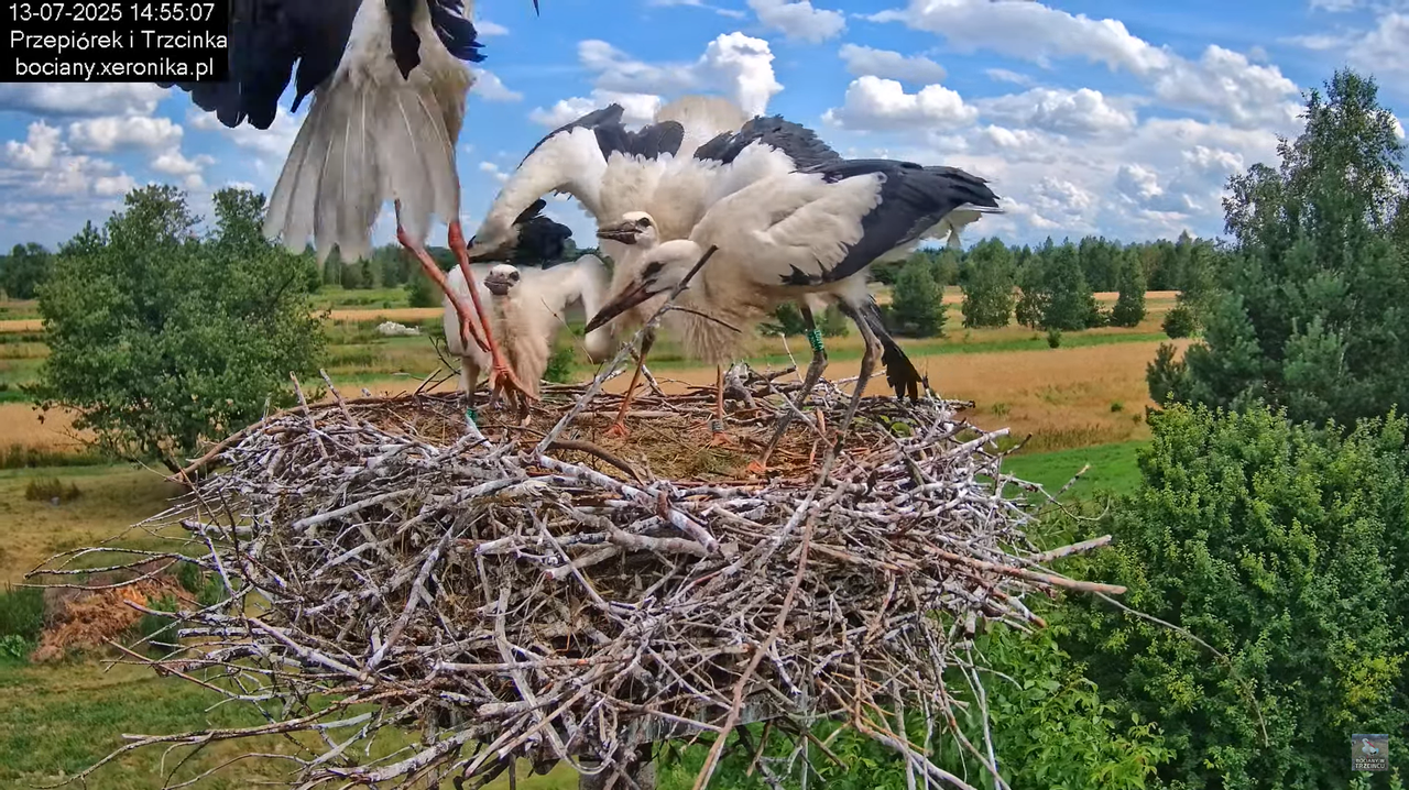 13072025bociany39