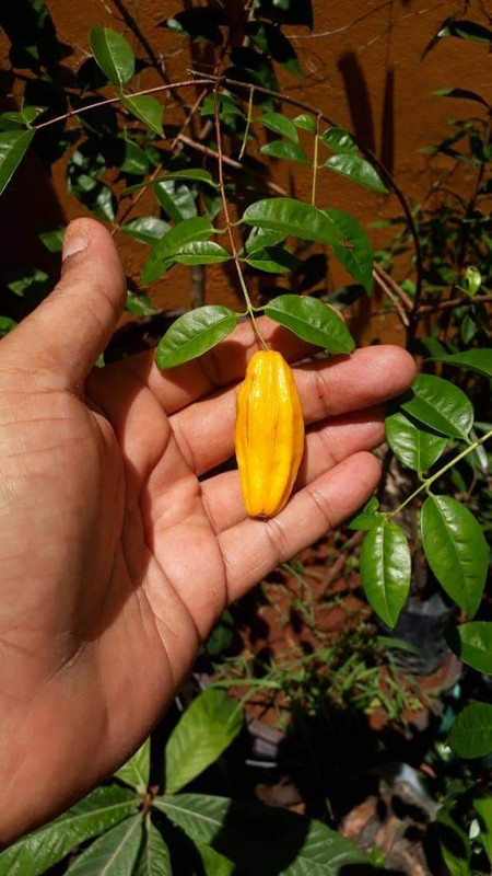 WhatsApp Image 2020-12-09 at 10.33.56 (1)