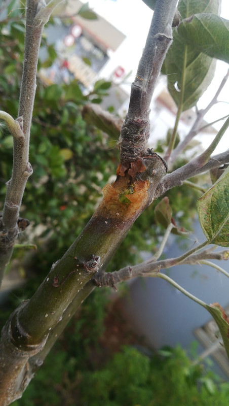 IMG-20191125-WA0067