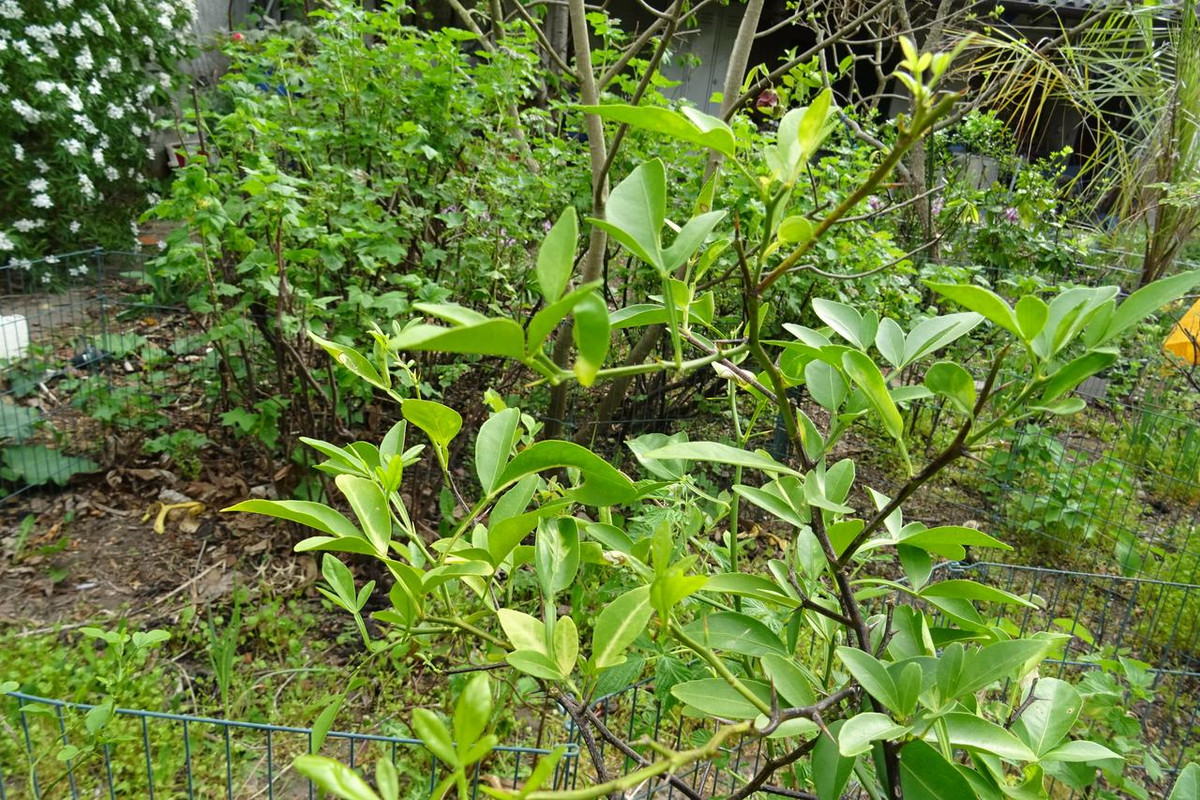 DSC00632