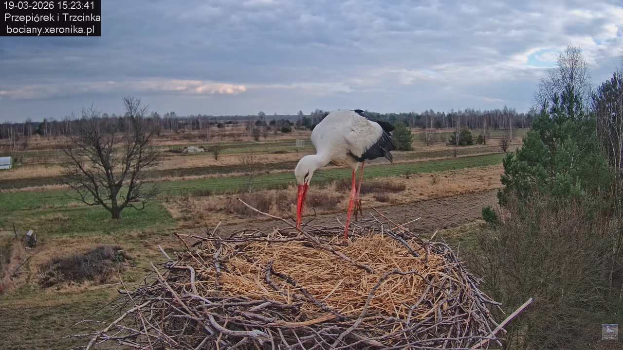 19032026 Powrót Przepiórka 8