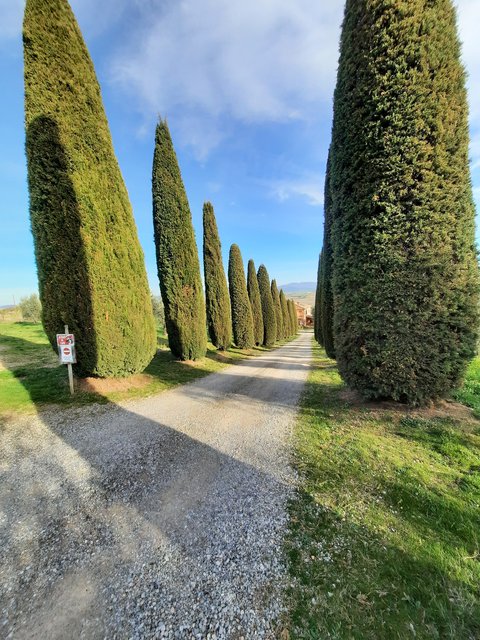 DIA 5. MONTICHIELLO-MONTEPULCCIANO. CASA DE MAXIMO. - Respirar y saborear la Toscana. 9 días (6)
