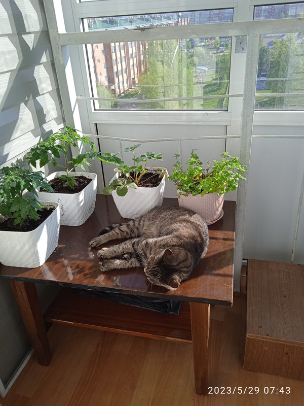 IMG_20230529_074312_1