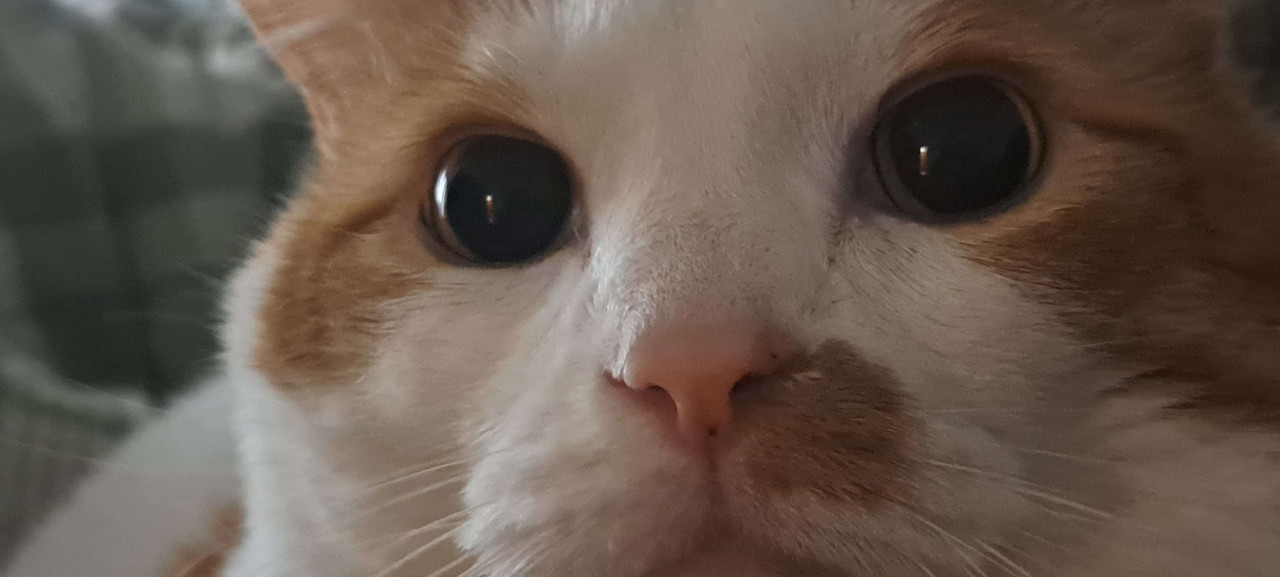 stare
