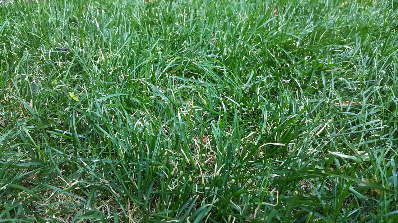 grass pic 6