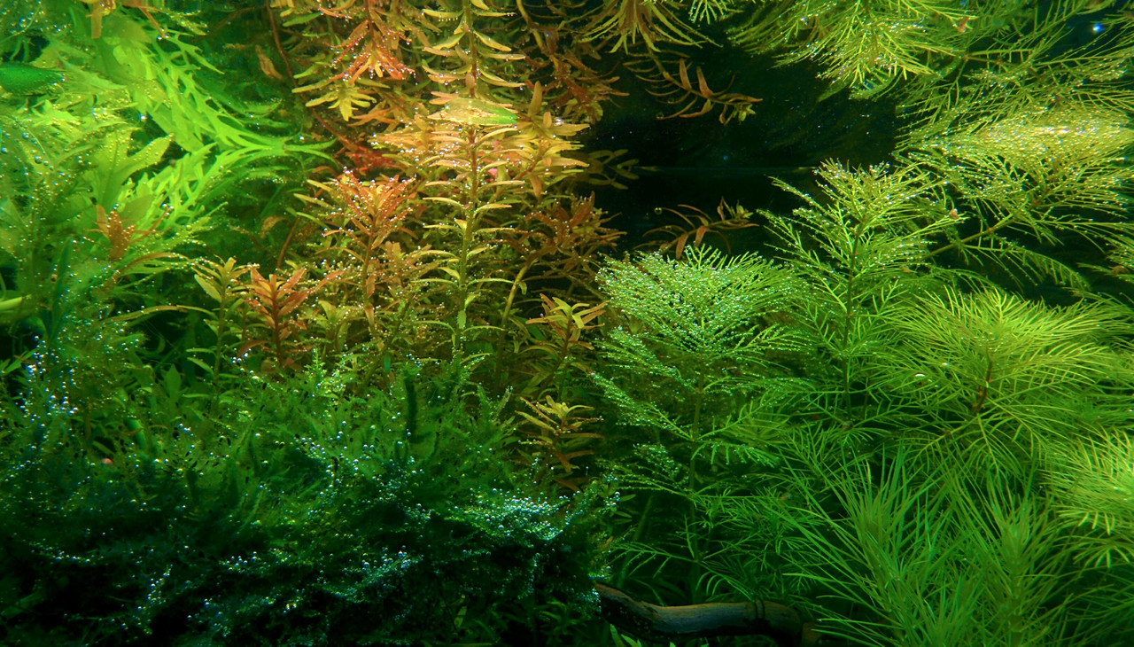 IMG_20170602_220021 (2)