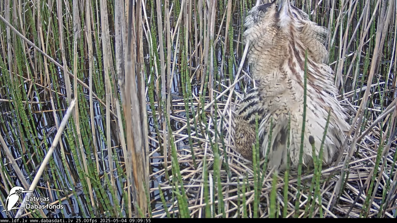 LDF Lielais dumpis (Botaurus stellaris) Zemītes pagastā 4-2-55 screenshot