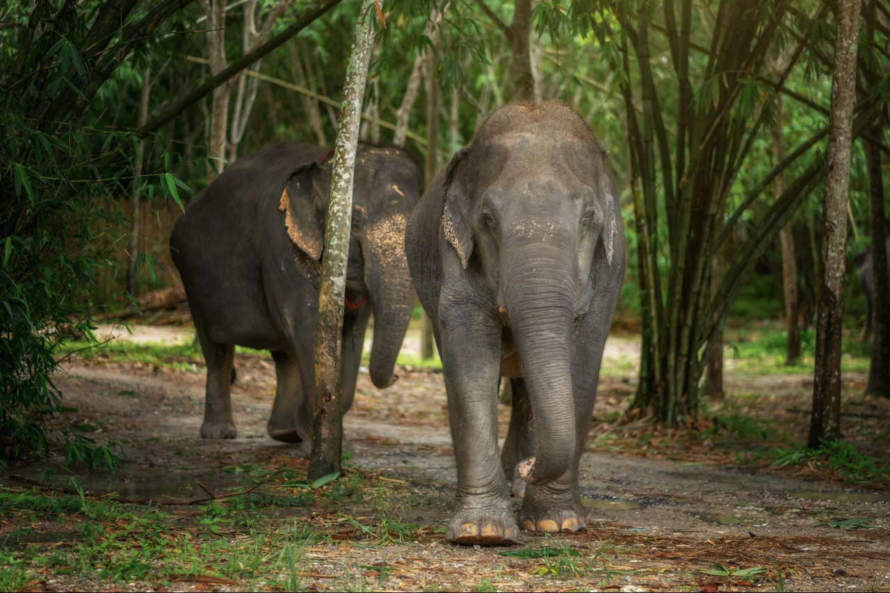 Ethical Elephant Sanctuary Phuket