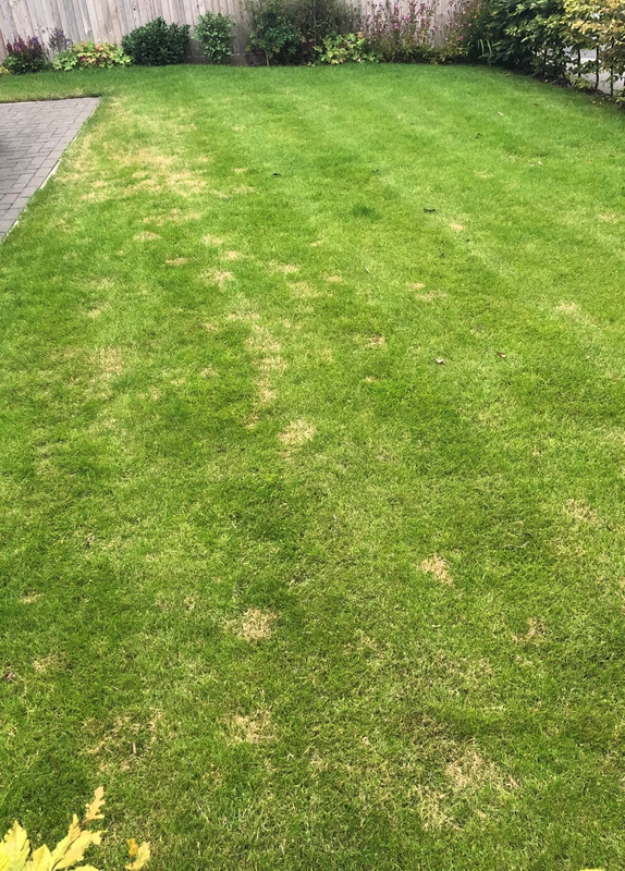 Strange brown patches appearing | Lawn Care Forum
