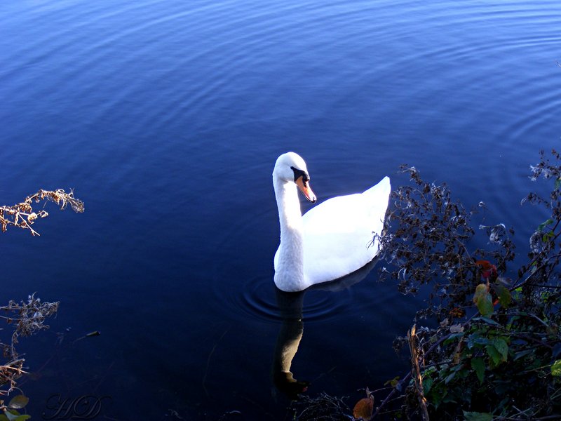 animal-sw-an-river-lake-HD.jpg