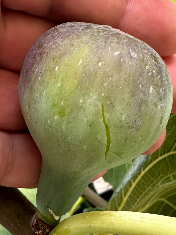 figs-86.jpg