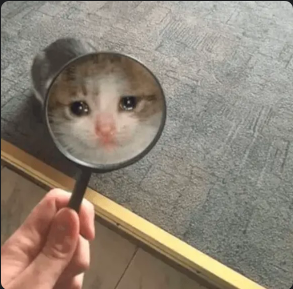 A meme of a cute kitten crying