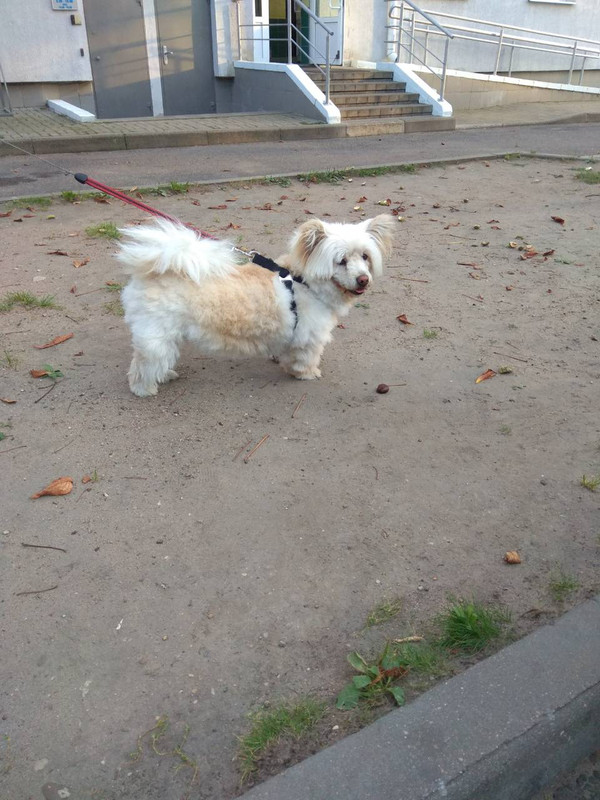 соба с раненой лапой12