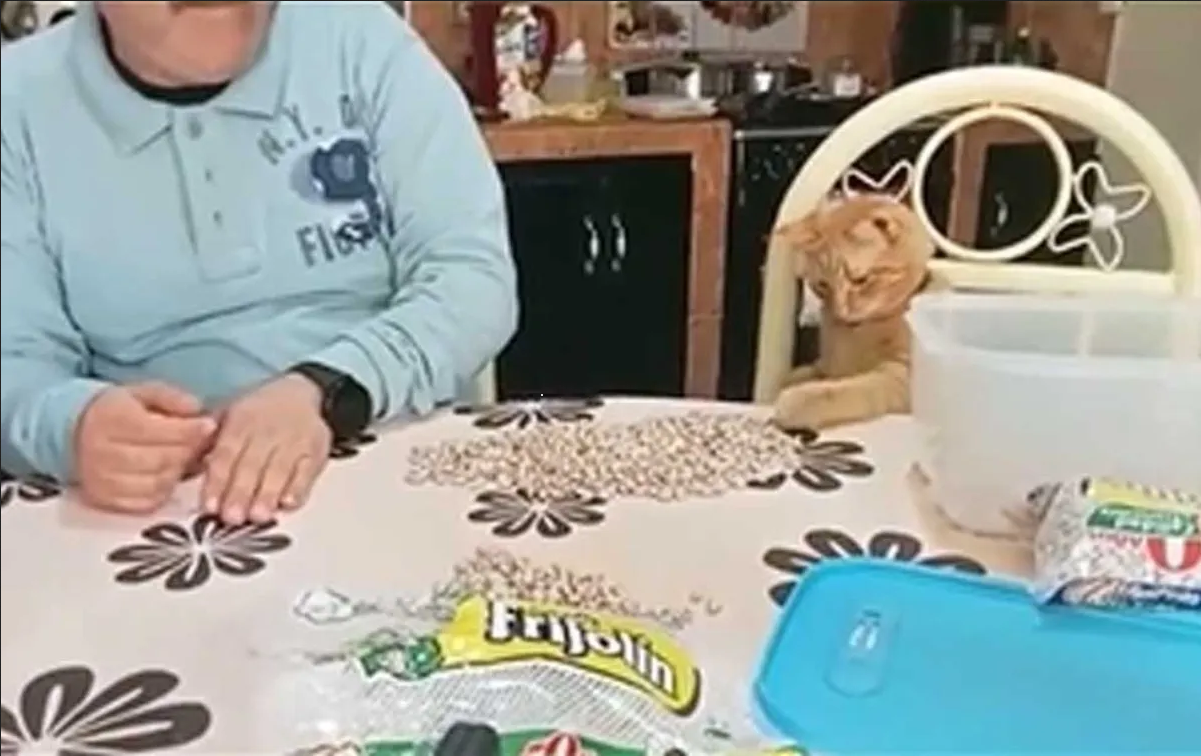 Captan a gatito que ayuda a limpiar frijoles y se vuelve viral (Video)