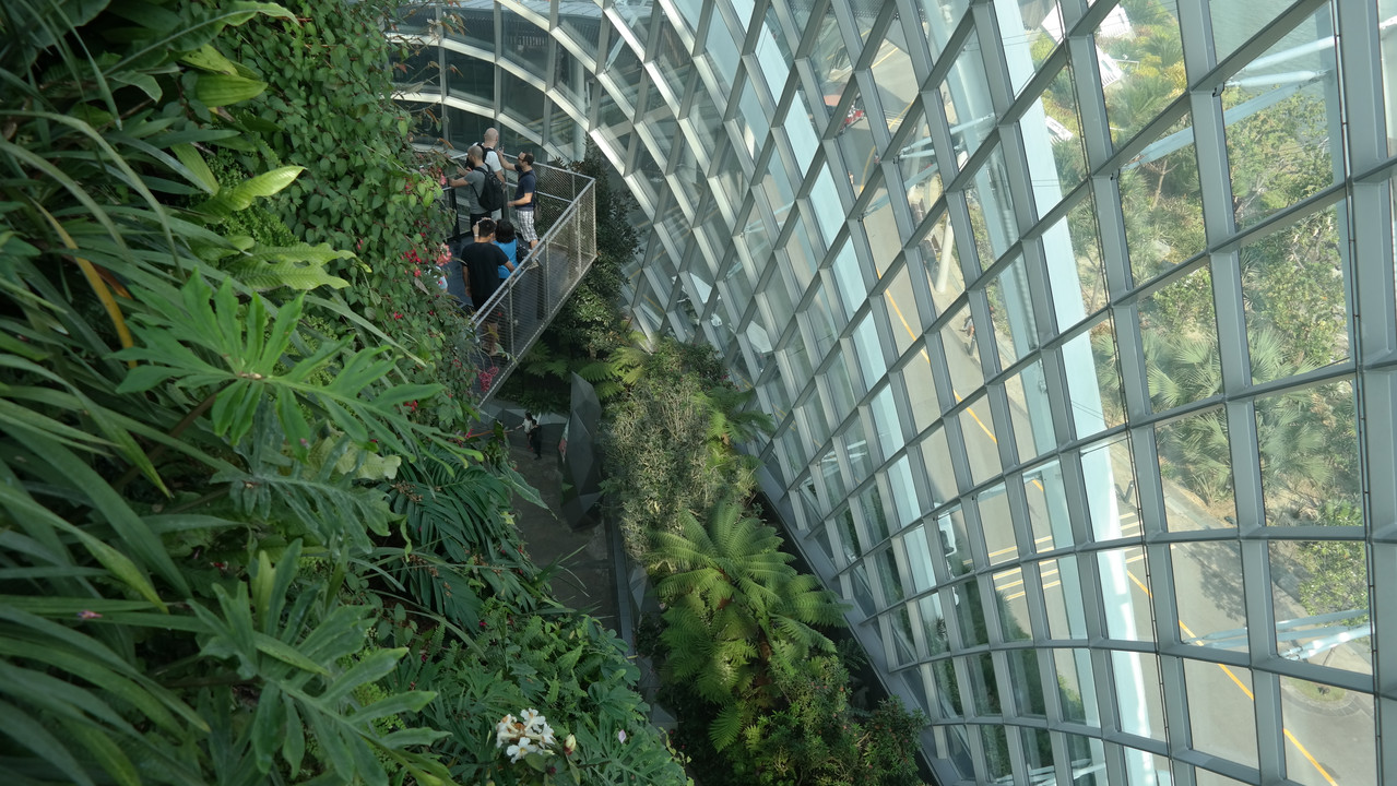 Cloud Forest 31