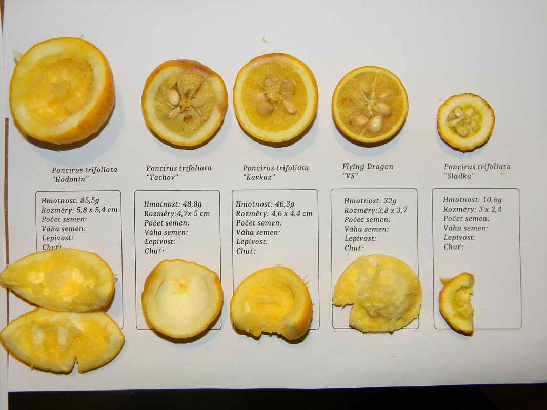 porovnání 5 trifoliát