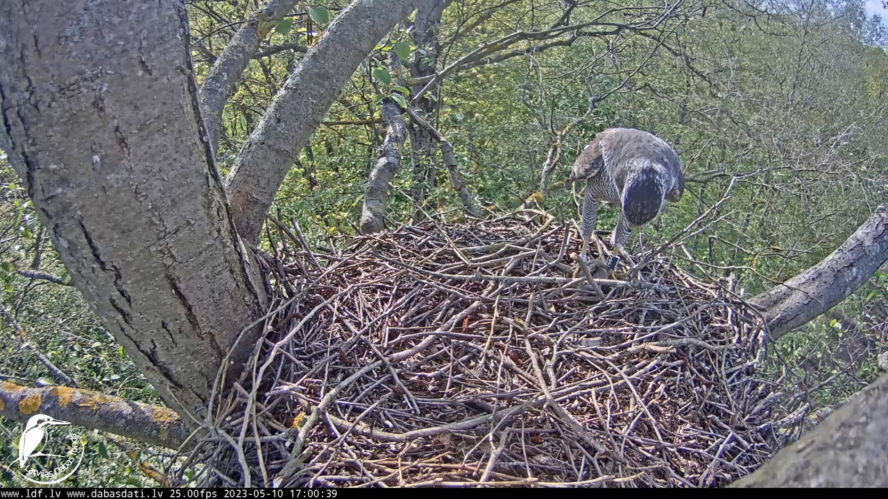 Vistu vanags (Accipiter gentilis) Rīgā - LDF tiešraide __ Goshawks, Riga, Latvia 11-22-10 screenshot