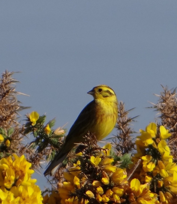 COCK YELLOWHAMMER 4