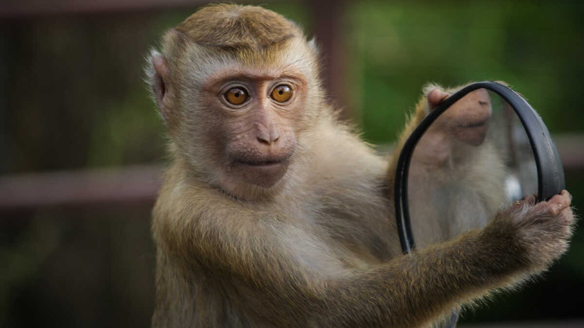 Rusos colocan neuroimplante en cerebro de mono ciego, devolvería visión a humanos