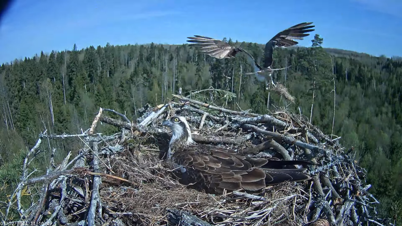 Kalakotkas2__Pandion haliaetus 16-16-20 screenshot (1)