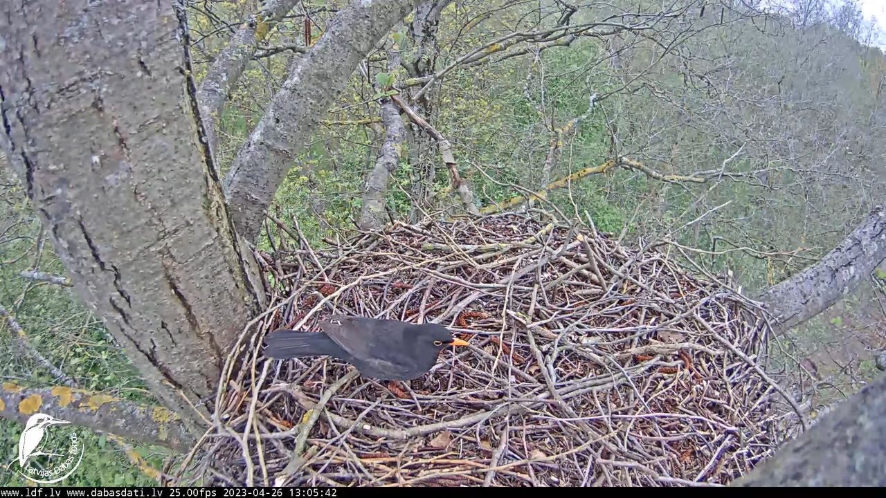 Vistu vanags (Accipiter gentilis) Rīgā - LDF tiešraide __ Goshawks, Riga, Latvia 10-57-43 screenshot