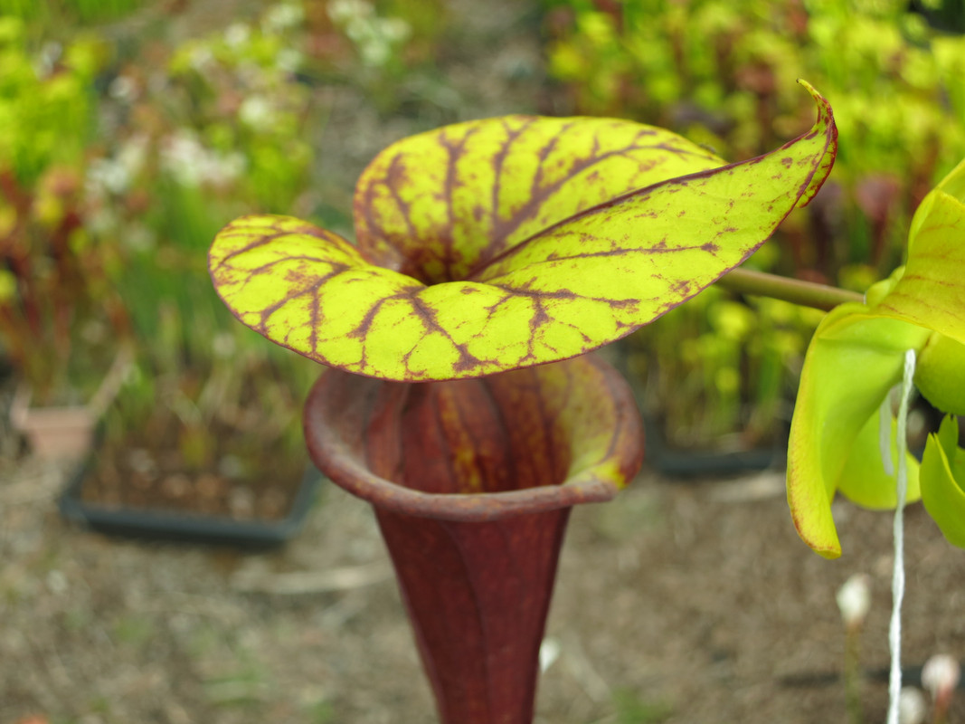 Solid red throat, 2019-05-23