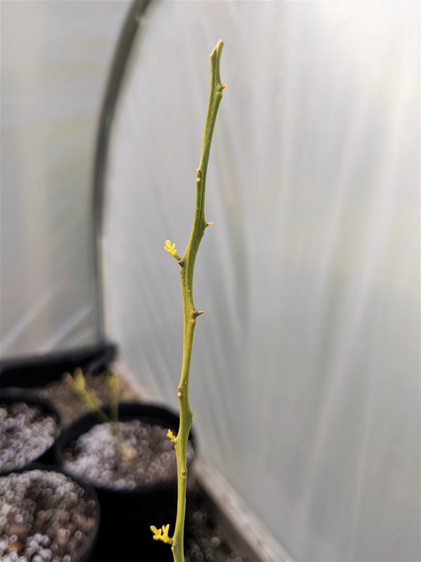 No dieback