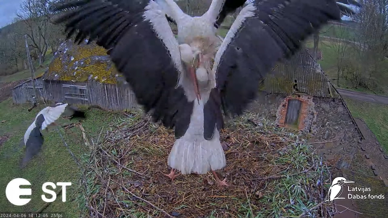 Baltie stārķi (Ciconia ciconia) Tukuma novadā - LDF tiešraide __ White storks in Tukums, Latvia 11-2